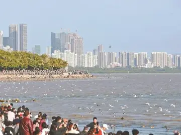 去深圳湾看海鸥丨人文天地·南海潮