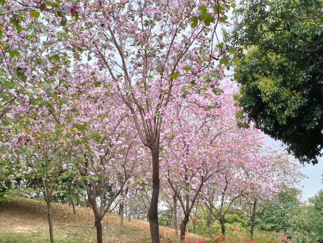 图19.坪地公园宫粉紫荆.jpg