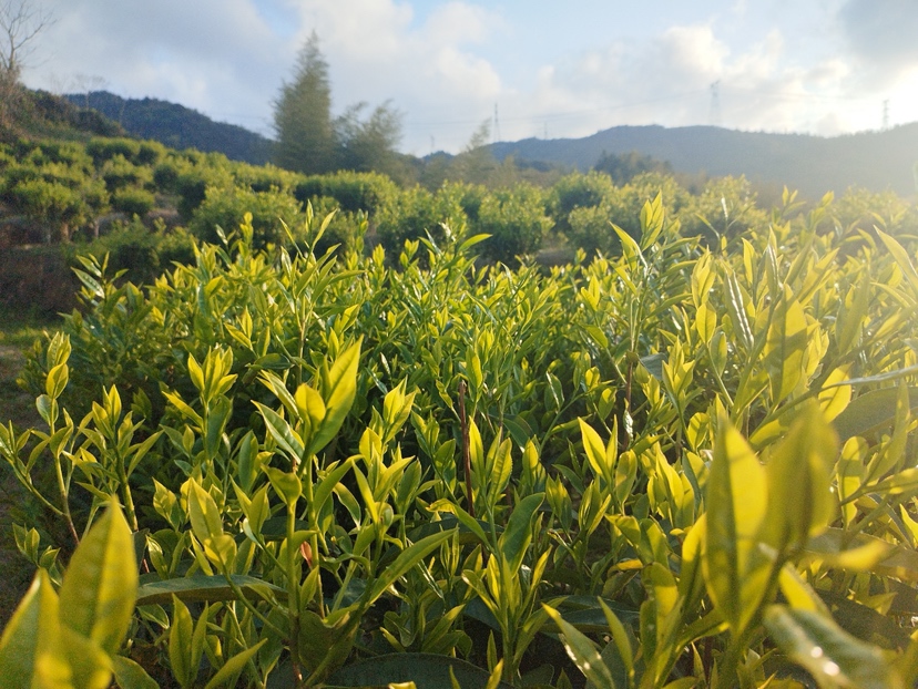 生态赋能育好茶！汕尾陆河两家茶企获第七批广东生态茶园认定