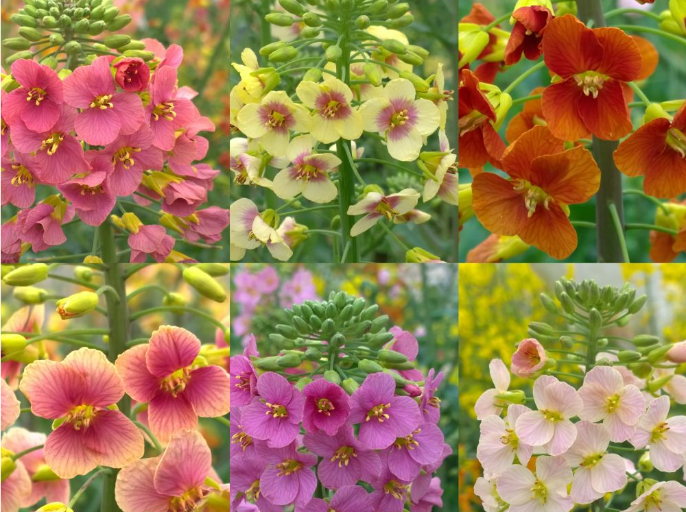除了金黄，还有粉橙紫……75种颜色的油菜花你见过吗？