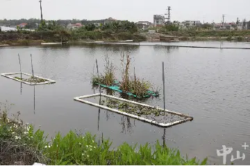 中山南朗水产养殖大户探索“分级养殖”，近500个鱼塘高效运转 | 春好正是耕种时