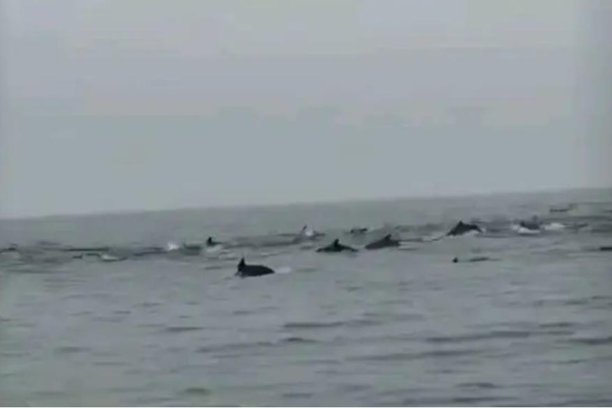 深汕海域惊现百余头海豚“集体出游”