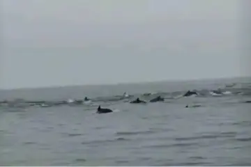 深汕海域惊现百余头海豚“集体出游”
