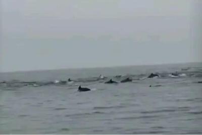 深汕海域惊现百余头海豚“集体出游”