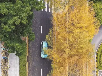 晶报特别报道 | 春和景明，在深圳的“森林”里走一走