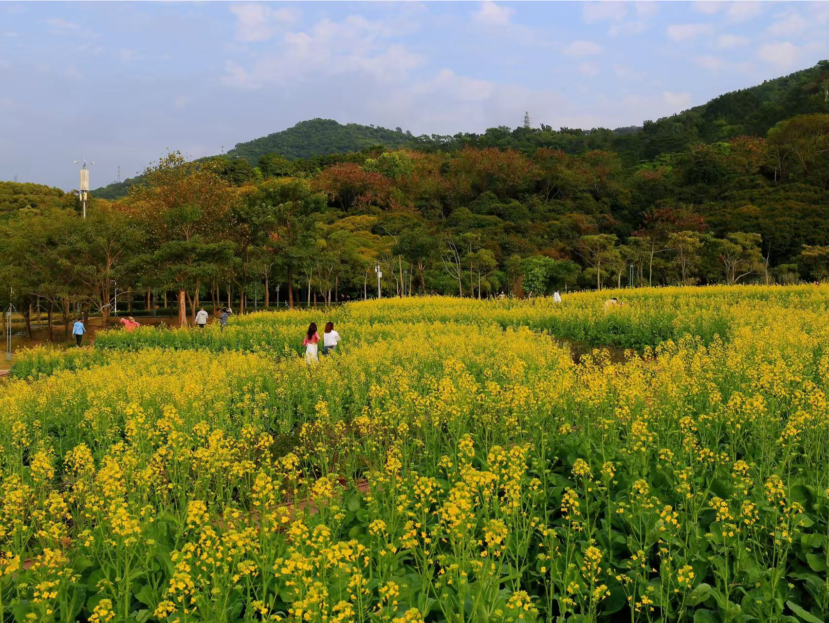 就在凤凰山脚下！宝安人才林公园油菜花开春意浓