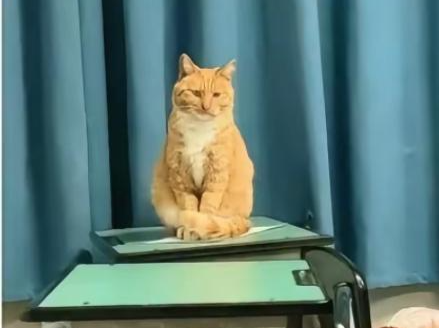 四川一中学老师当学生面踩死猫扔垃圾桶，资中县教体局已介入调查
