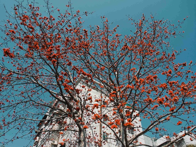 木棉花开，东莞秒变“红色海洋”