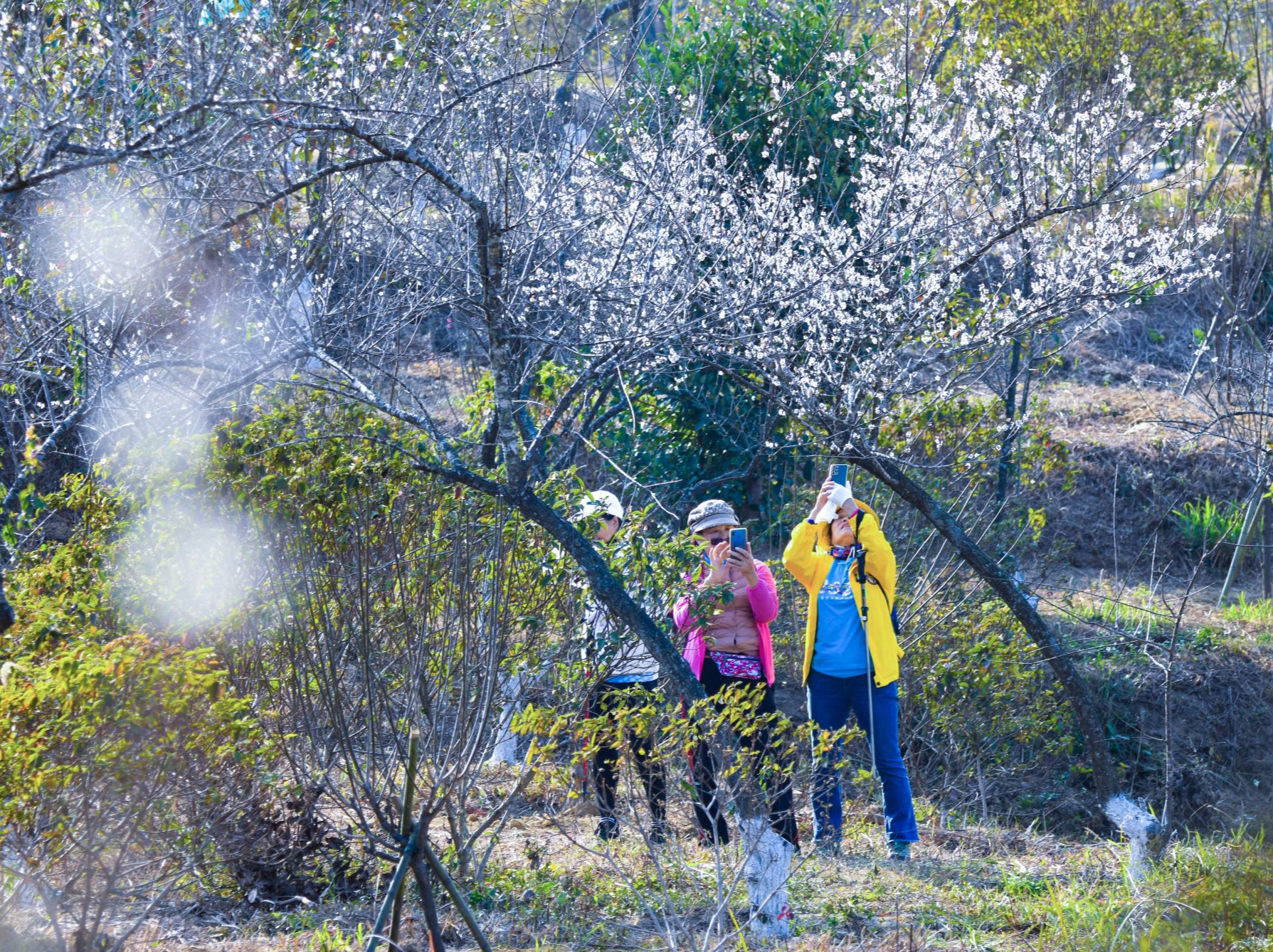 今年已新增树木近十万棵，深圳“绿色家底”更厚实