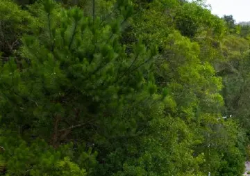 在森林中度过漫长的一生丨人文天地·南海潮