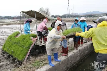 中山南朗建成3个集中育秧基地，6400亩稻田开始插秧