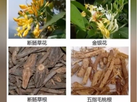 全家喝“五指毛桃煲鸡汤”中毒2人进ICU， 确诊为“断肠草”中毒