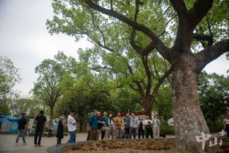 桂南村百年香樟“不精神”，一群专家同会诊