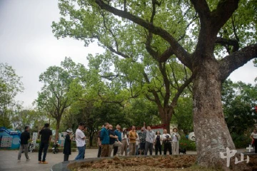 桂南村百年香樟“不精神”，一群专家同会诊