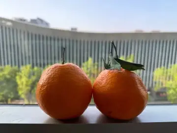 果语｜人文天地·南海潮