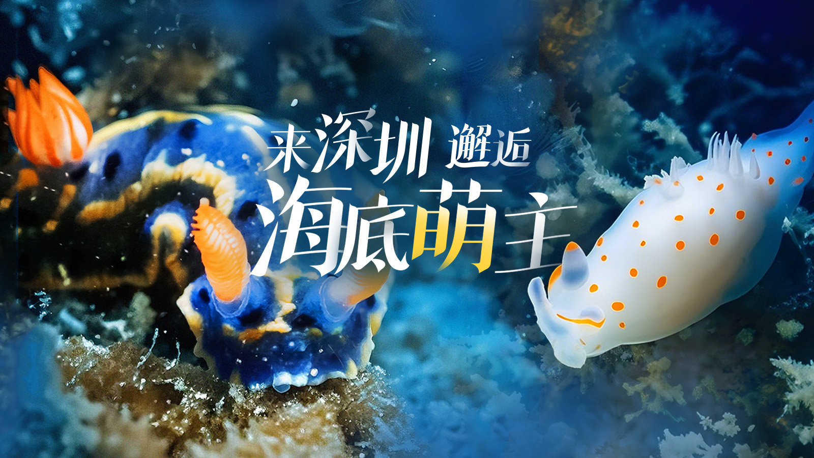 世界地球日，来深圳邂逅海底“萌主”
