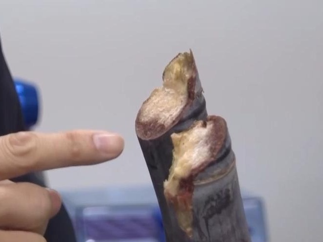 清明前后的甘蔗“毒过蛇”？专家辟谣：元凶是霉菌