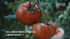 山西夏县：“番茄小镇”农旅融合促振兴