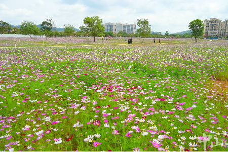 第五届神湾菠萝文化旅游月4月29日开启