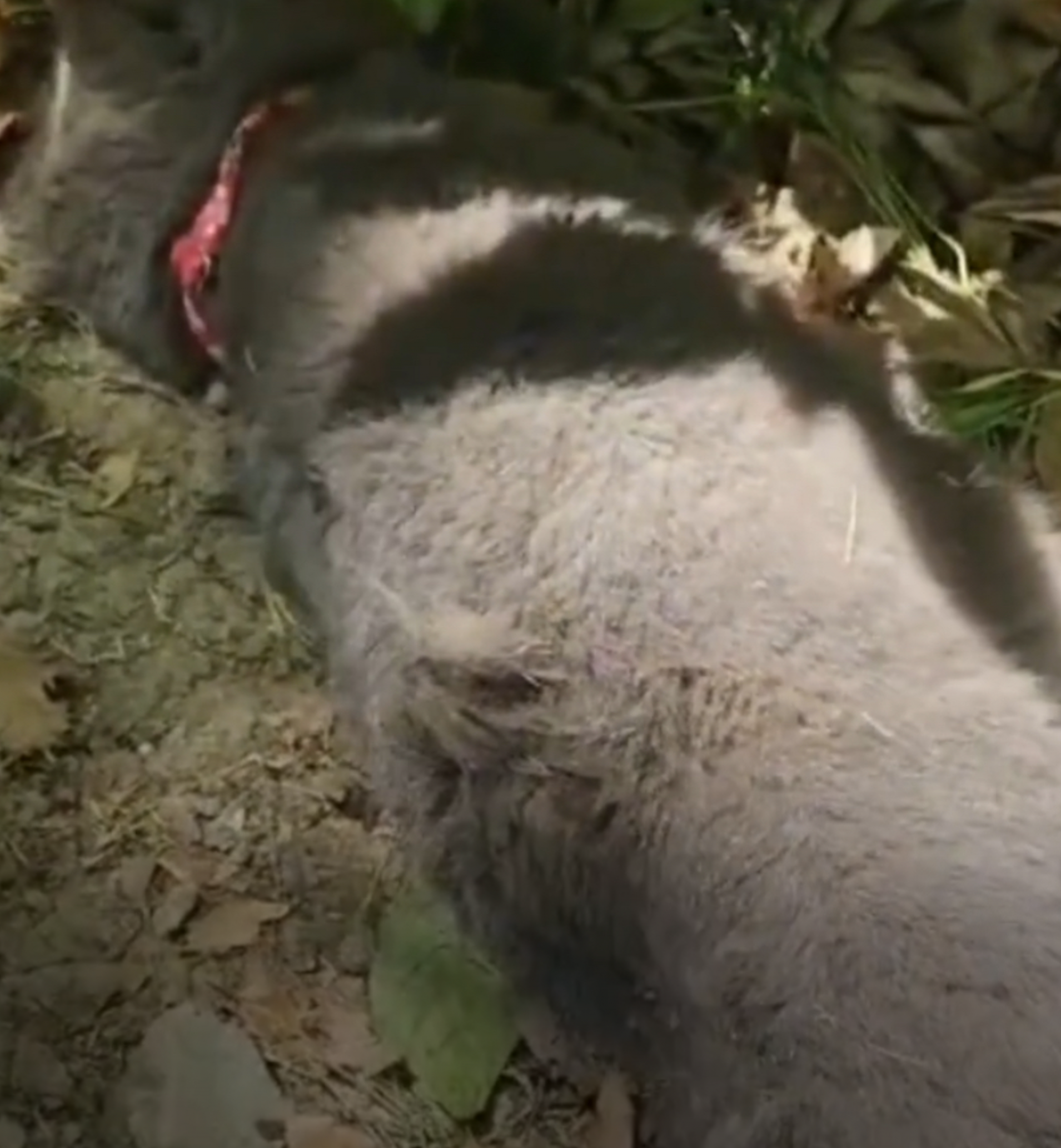 上海一怀孕蓝猫疑被砍断四肢后高坠，送医抢救后死亡 当地派出所：正在调查中