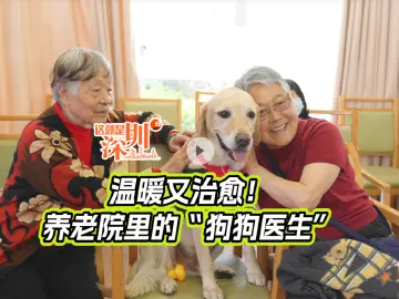 这就是深圳丨温暖又治愈！养老院里的“狗狗医生”