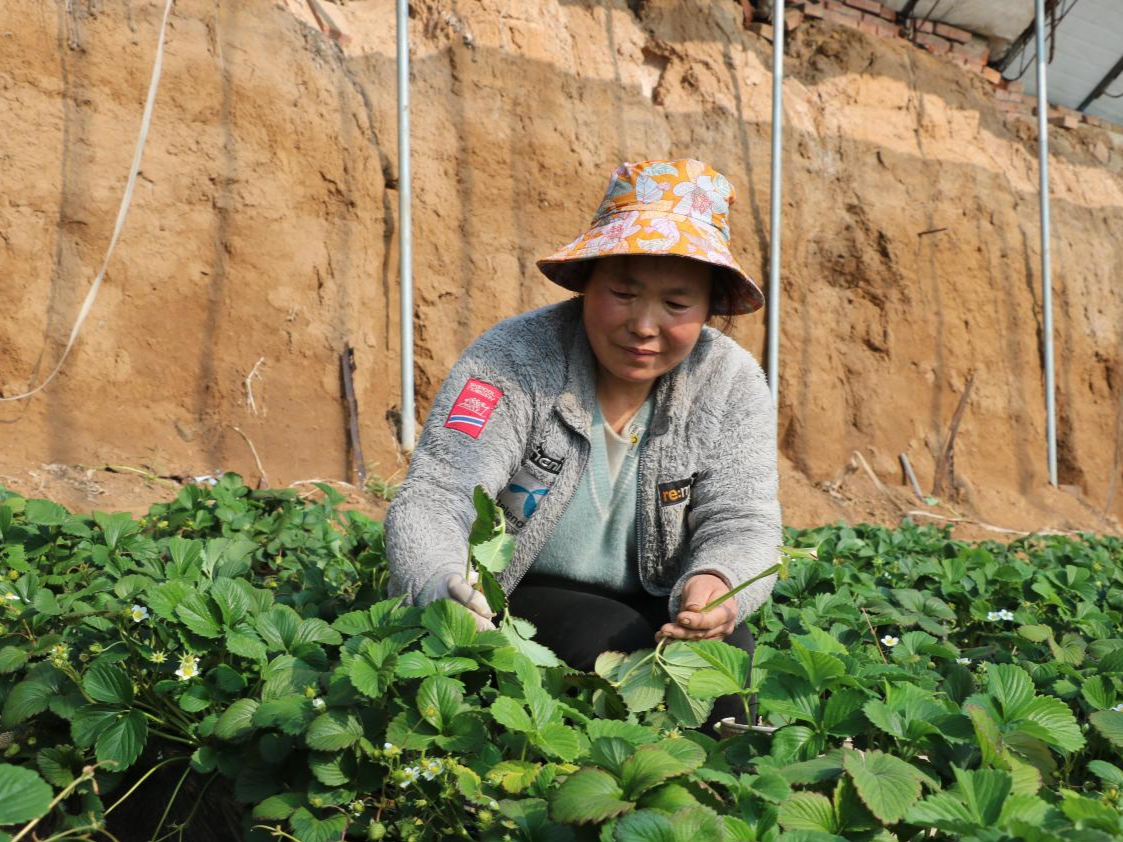 “小时候的草莓味”回来了！叮咚买菜助力平谷有机草莓“出圈”  