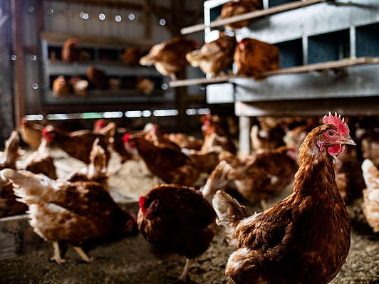 墨西哥报告首例人感染H5N1禽流感死亡病例