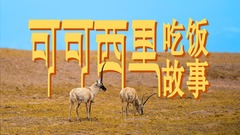 可可西里吃饭故事：走进荒野守护者的厨房