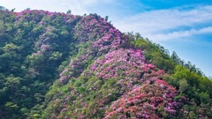 山花烂漫