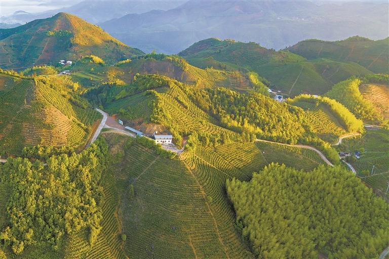 河源市仙湖村利用自身优势开拓茶旅融合发展之路  非遗技艺炒出茶乡美好生活