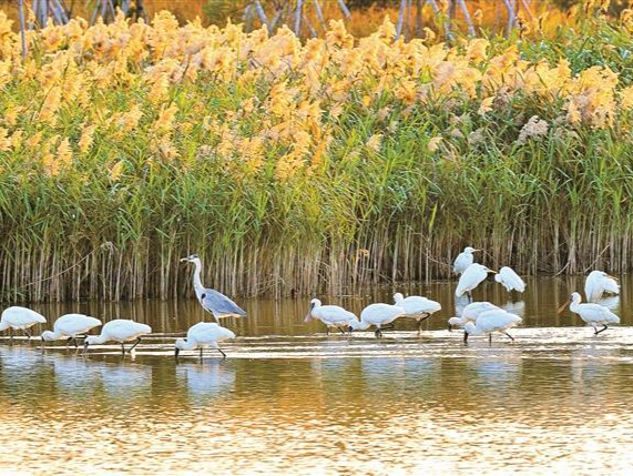 全国超大城市首例！深圳：600平方公里划给野生动物