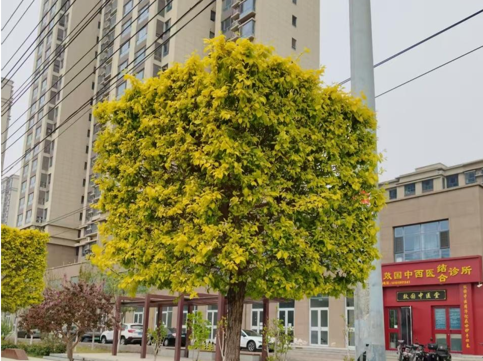 河北任丘一道路惊现“方形”绿化树木，当地回应