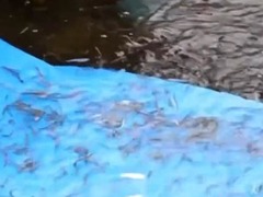 再次投放！30万尾大马哈鱼苗入江奔海
