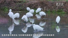 湖南南岳：白鹭戏春水 生态画卷美