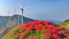 山间花开景色美