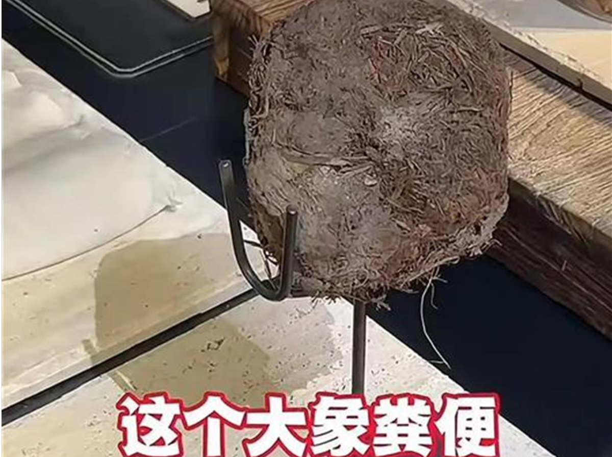 上海一人均近4000元餐厅用大象粪便做甜品，新进展：市监部门已立案调查
