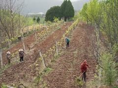 陕西：校地协作拓宽农业增收致富路