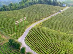 乡村振兴在行动 | 湖北崇阳：特色产业为乡村振兴注入新活力