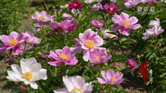 千城百县看中国｜山东定陶：芍药开出烂漫花海