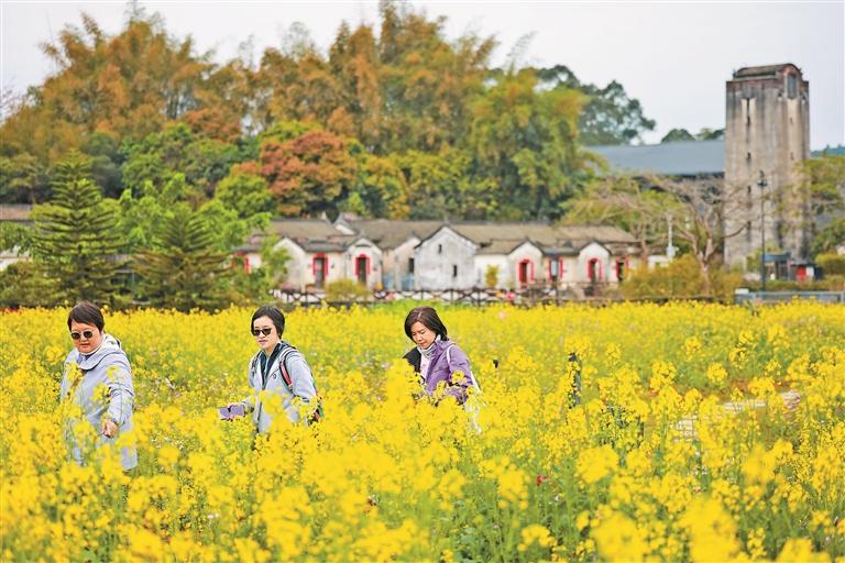 三年初见成效之年，广东“百千万工程”这样干