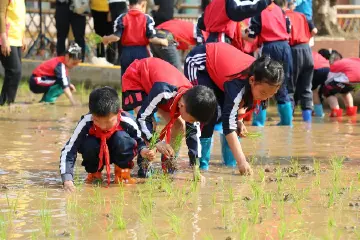 插秧、捉泥鳅、稻草手工……小榄镇东升小学开展2025年春耕节活动