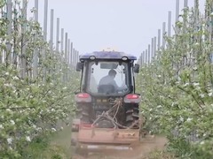 江苏宿迁：万亩苹果花盛开 千万蜜蜂授粉忙