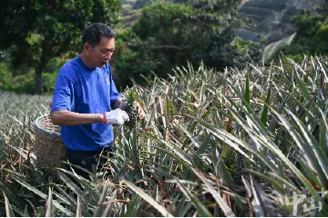 中山神湾菠萝“甜蜜出圈”！市民游客纷纷“抢鲜”
