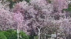 广西柳州：洋紫荆花开满城春