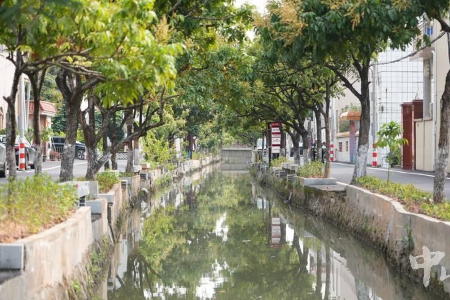 中山阜沙镇：群众满意就是治水最好的 “答卷” | 百名干部群众话治水