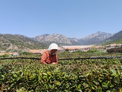 崂山茶如何香飘万里