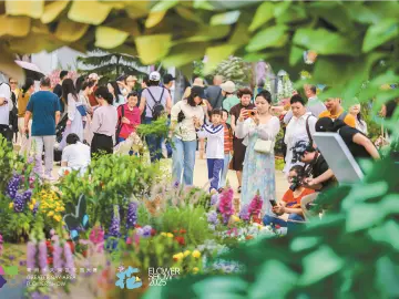 晶报特别报道│春日花事：鹏城何处不飞花