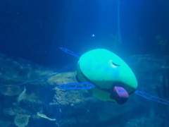 仿生机械乌龟“入职”海洋馆 带你沉浸式体验科技与海洋