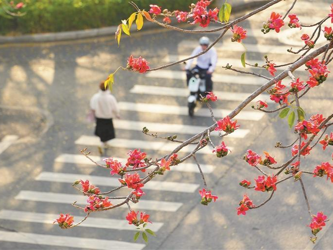 木棉花开又一季丨人文天地·南海潮