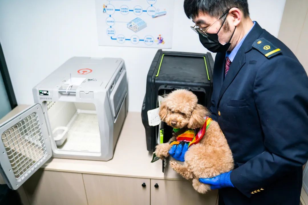 宠域talk | 高铁宠物托运试点首周：技术保障与用户体验并行，铁路服务能否撬动携宠出行新市场？